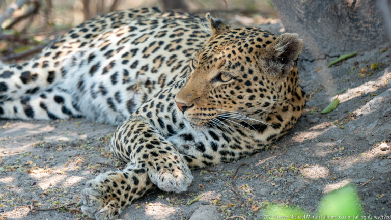 Leopard lying on folded forelegs with head raised and eyes looking sideways, its rosetted coat sharply visible in shade.