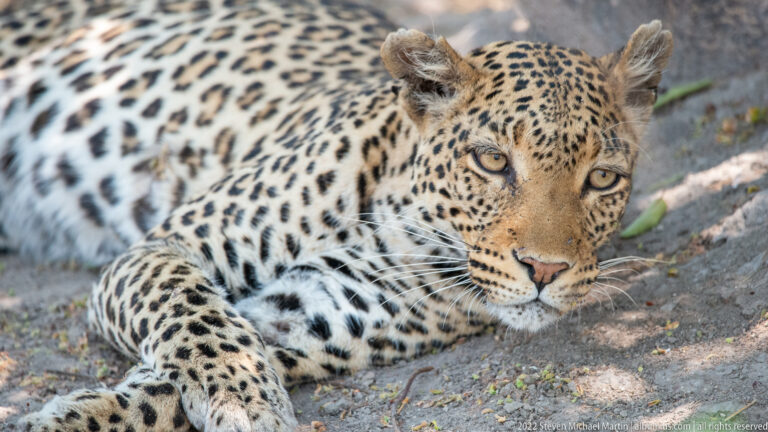 Leopard