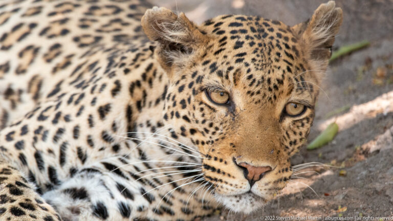 Close frontal portrait of a leopard showing pale amber eyes, white whiskers, rounded ears, and dense black spots and rosettes.