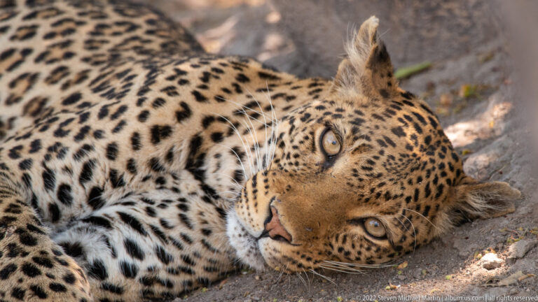Leopard lying on its side with head resting on sandy ground, eyes open toward the camera and rosetted forequarters in view.