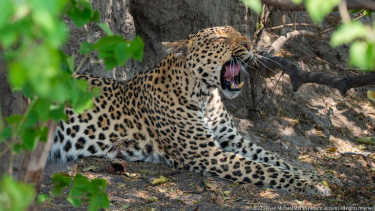 Leopard reclining under trees with mouth opened in a broad yawn, exposing pink tongue and large canine teeth.