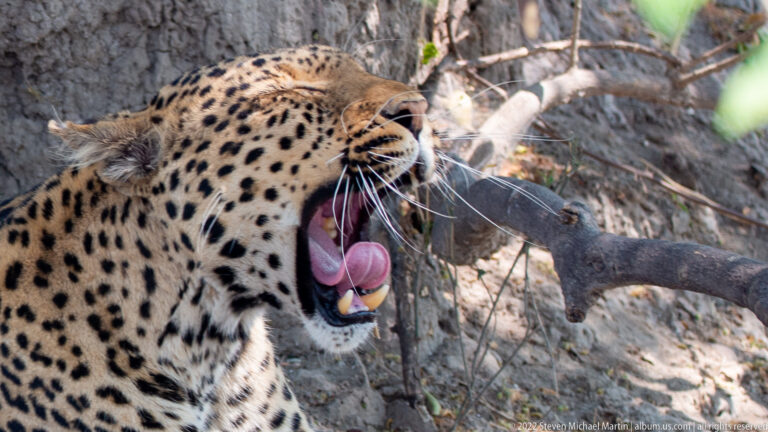 Close leopard portrait with head tilted upward and jaws fully open, showing curled pink tongue, long canines, and white whiskers.