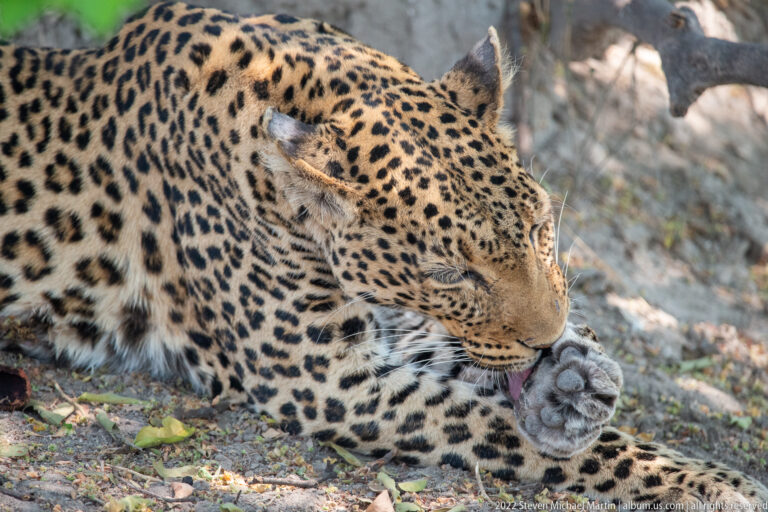 Leopard lying in shade while licking the raised pads of one forepaw, with spotted foreleg and rosetted body visible.