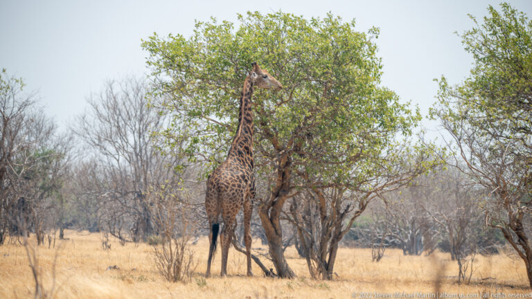 Giraffe standing in dry grassland with its long neck extended into a leafy tree while browsing.