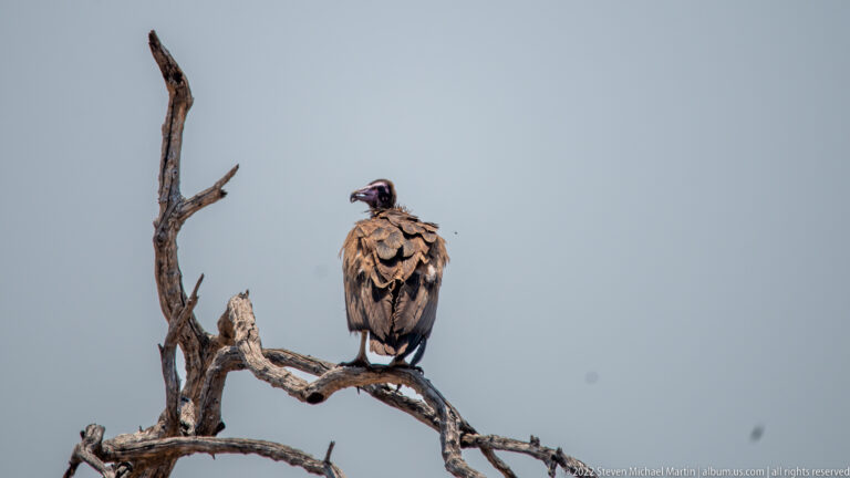 Hooded vulture perched alone on a dead tree branch against open sky, with dark brown plumage and bare pale face.