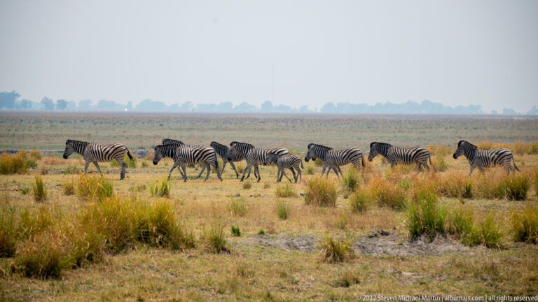 Line of plains zebras walking across a broad grassy floodplain beneath a hazy sky.