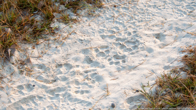 Overlapping wildlife tracks pressed into pale sand between tufts of dry grass.