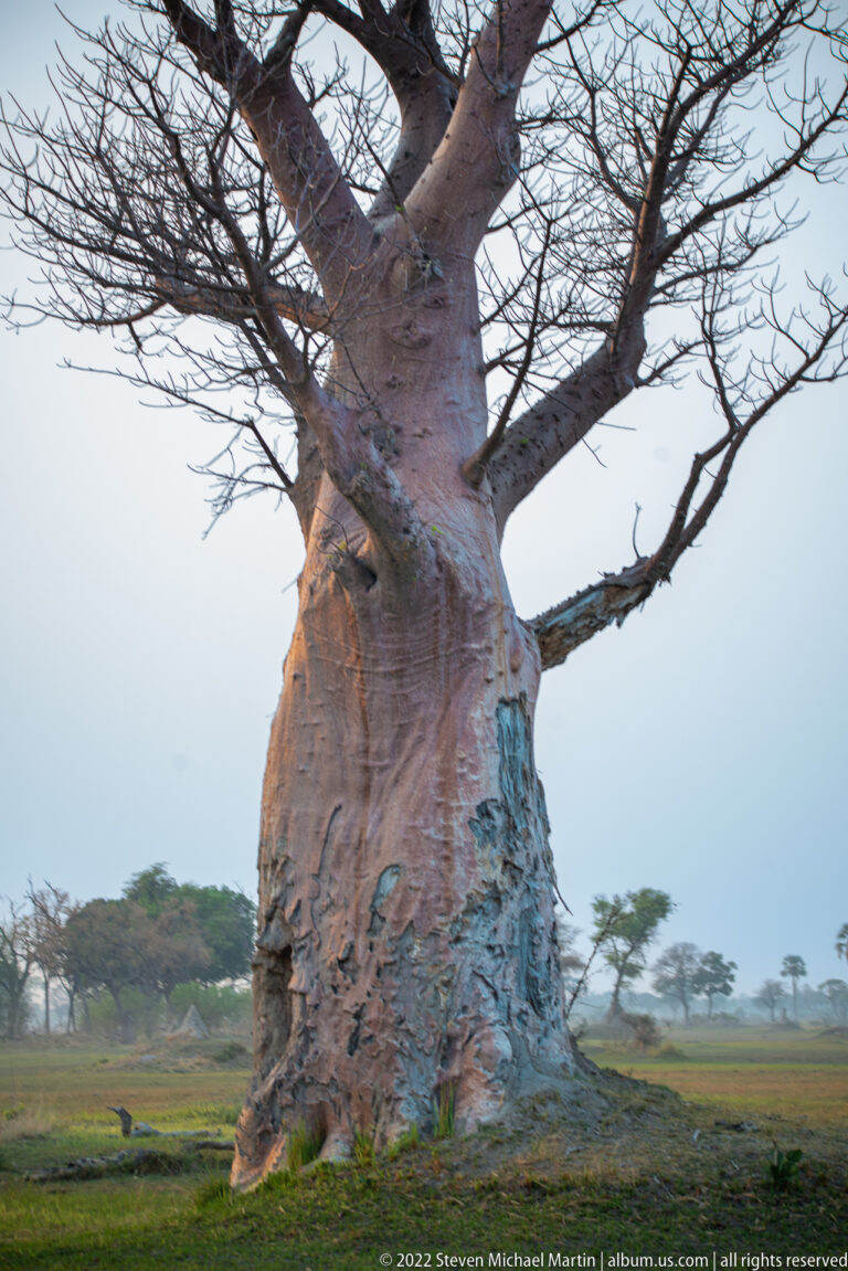 Massive baobab with swollen trunk and mostly bare branches beside open grassland.