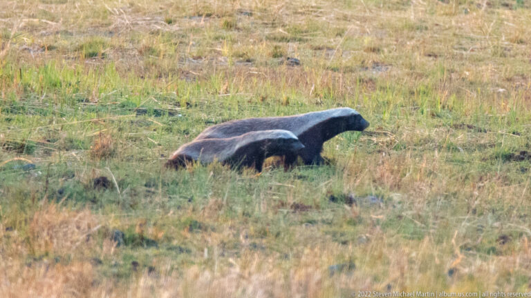 Two honey badgers moving side by side through low grass.