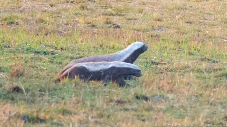 Two honey badgers walking through short grass, one partly overlapping the other.
