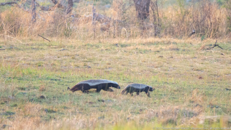 Two honey badgers crossing open grassland at a distance.
