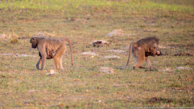 Two chacma baboons walking and foraging across short open grass.