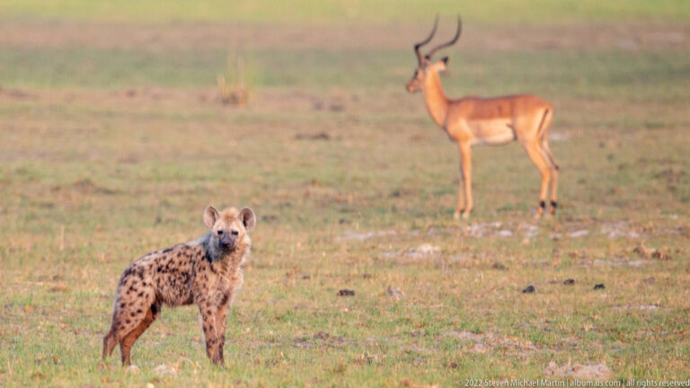 Spotted hyena facing the camera with a horned male impala standing behind it.