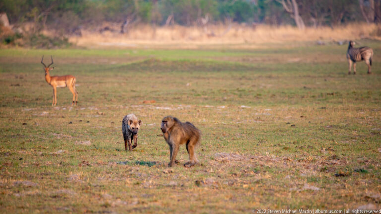 Spotted hyena near a baboon, with an impala and distant wildebeest across the open grassland.