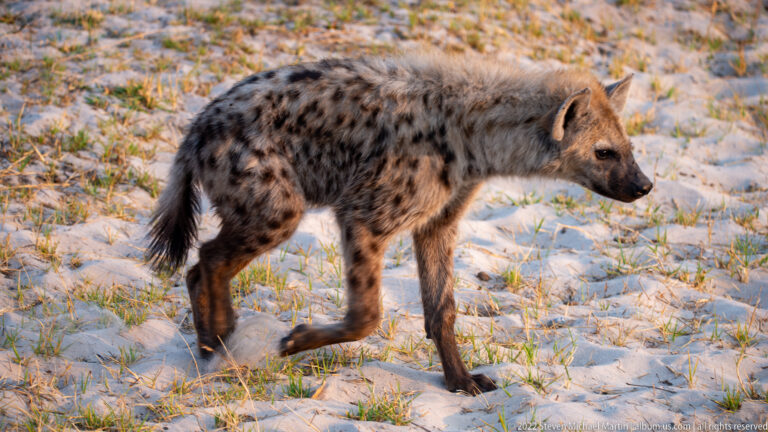 Spotted hyena in right-facing profile walking over pale sand and sparse grass.
