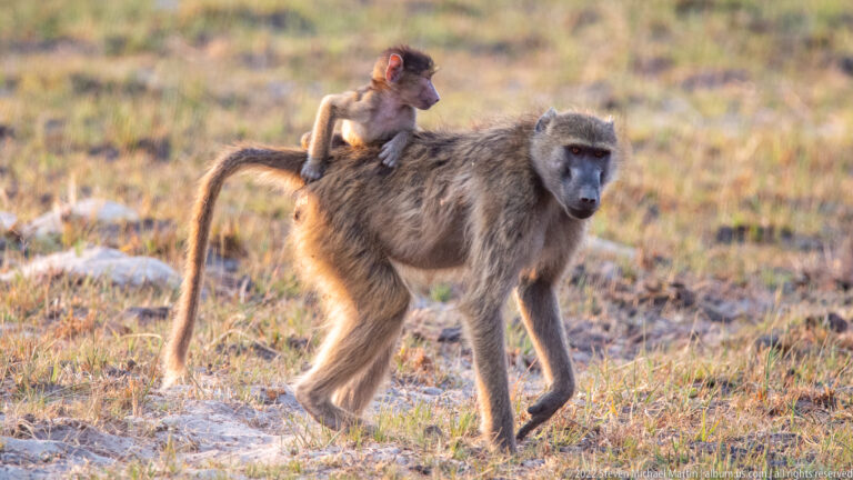 Adult chacma baboon walking with a small infant riding upright on its back.