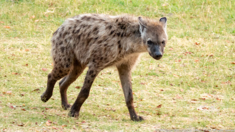 Spotted hyena walking across short grass, seen from the front and side.