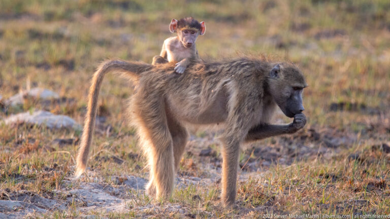 Chacma baboon paused in profile with an infant riding on its back as the adult raises a hand.