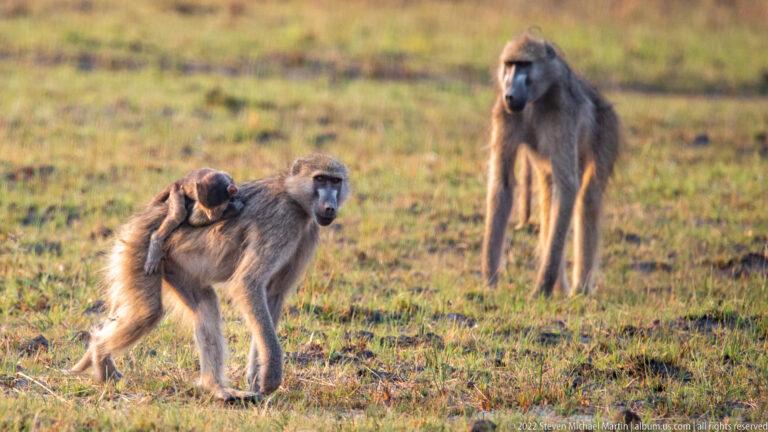 Adult chacma baboon carrying an infant, with another adult baboon standing behind them.