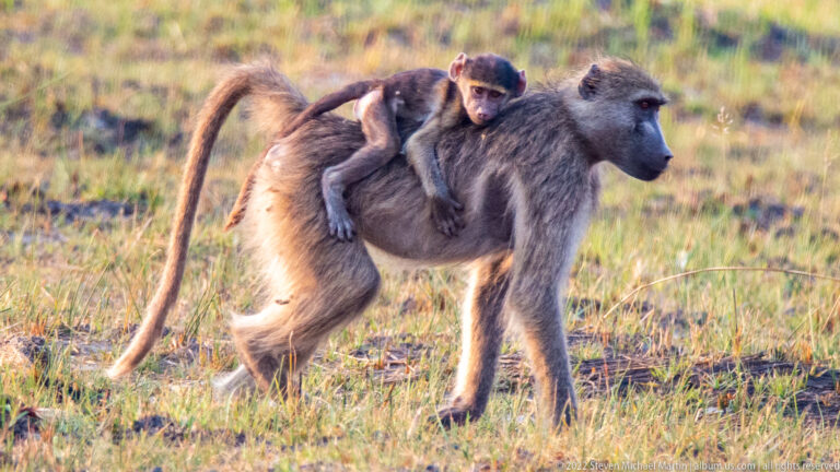 Close profile of an adult chacma baboon walking with an infant clinging across its back.