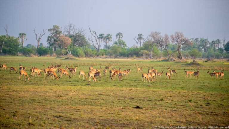 Large herd of impala dispersed across green open grassland with woodland and palms in the distance.