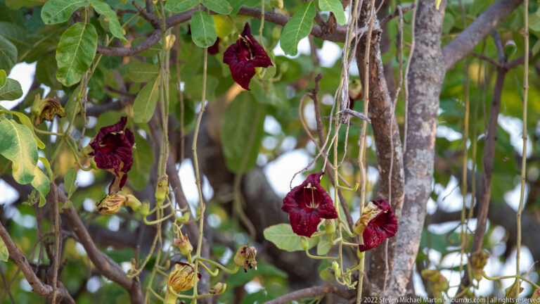Clusters of deep burgundy bell-like flowers hanging among green leaves and woody branches.