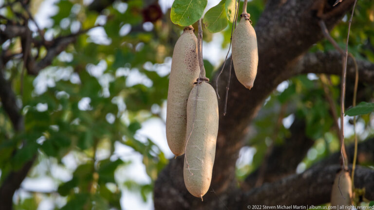 Large elongated sausage-shaped fruits hanging vertically from long stalks beneath a leafy tree.