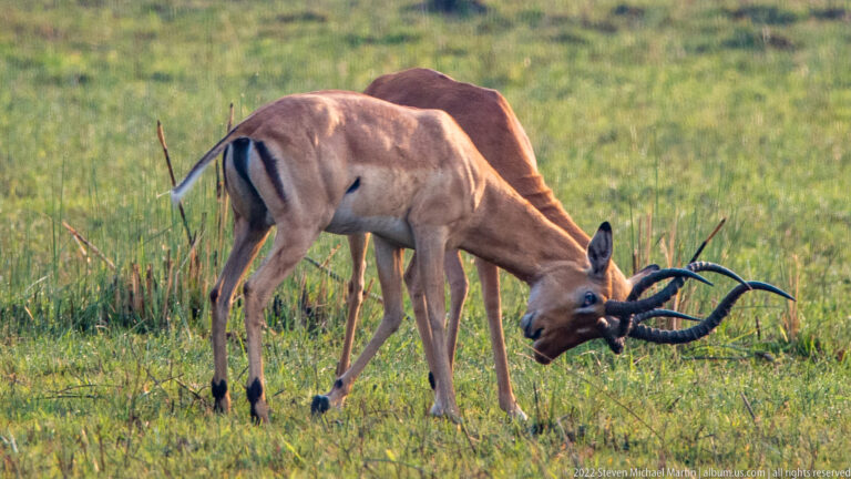 Two male impalas head-to-head with curved horns locked together in green grass.