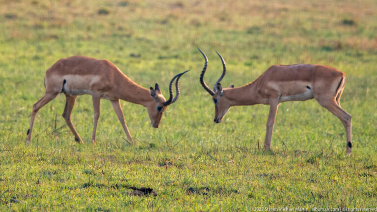 Two male impalas facing each other with heads lowered and curved horns touching.