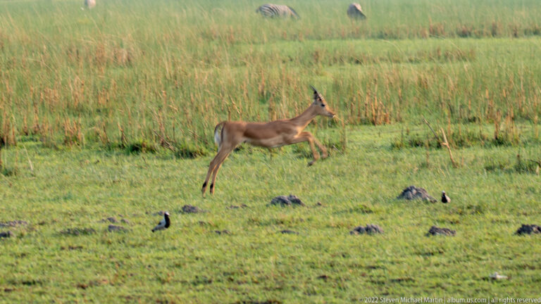 Impala airborne in a long bound across green grass near reeds and small birds.