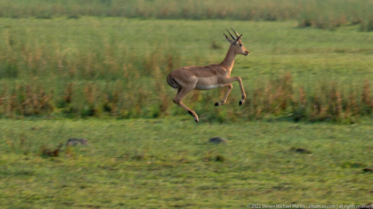 Male impala with curved horns bounding across grass, legs tucked during a running stride.
