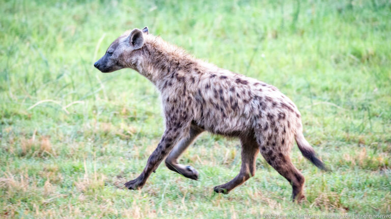Spotted hyena in left-facing profile walking through green grass.