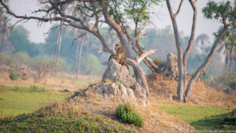 Chacma baboon sitting upright on top of a termite mound amid open woodland.