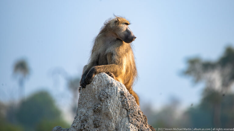 Chacma baboon sitting upright on the top of a pale termite mound against blue sky.