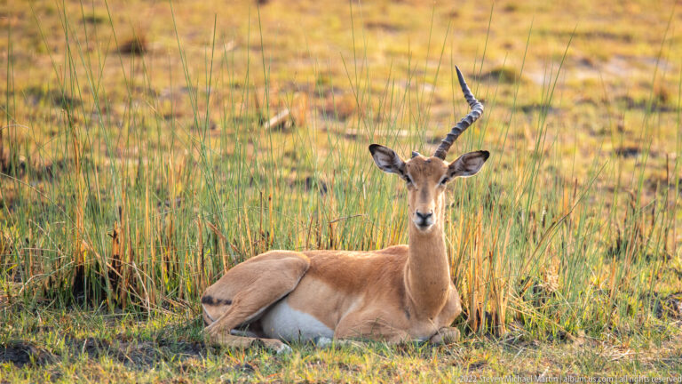 Male impala resting in tall golden-green grass while facing the camera.