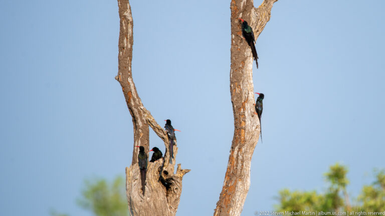 Several dark woodpeckers with red head markings clinging to tall dead tree trunks.