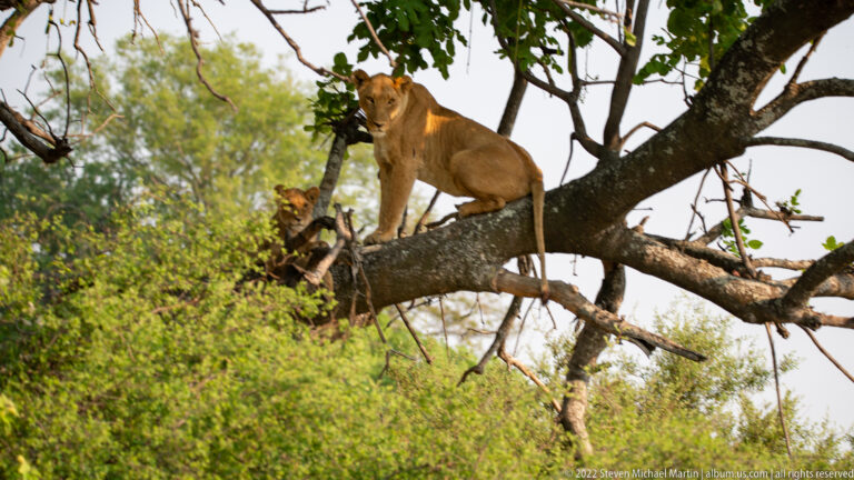 Adult lioness standing on a broad tree limb with a younger lion resting among branches below.