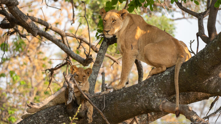 Lioness standing on a thick branch above a young lion partly hidden by smaller branches.