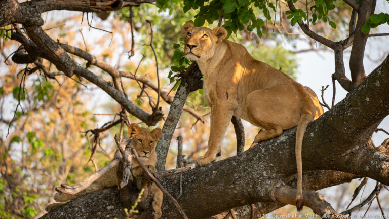Lioness on a broad tree limb looking upward, with a young lion partly visible below.