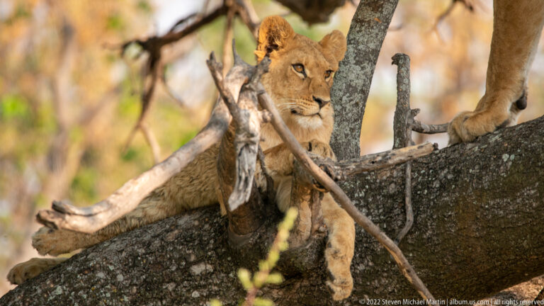 Young lion reclining on a thick tree limb among crossing branches, with adult lion legs above.