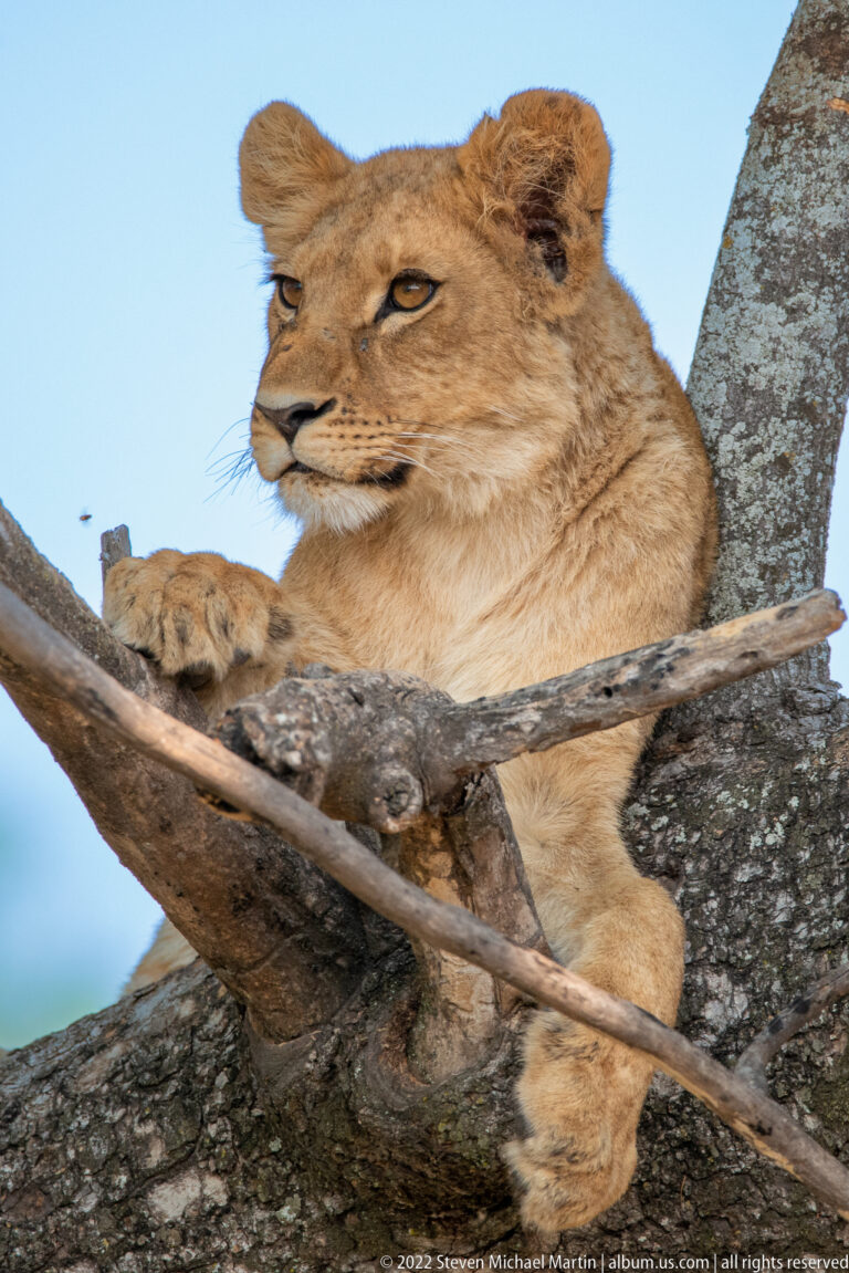 Close side portrait of a young lion resting its paws across branches in a tree.