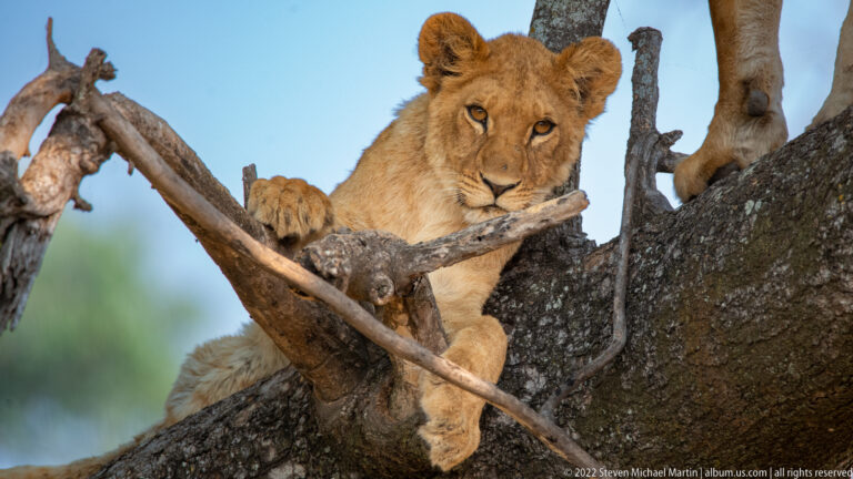 Young lion looking toward the camera from a tree, one paw draped over a branch.