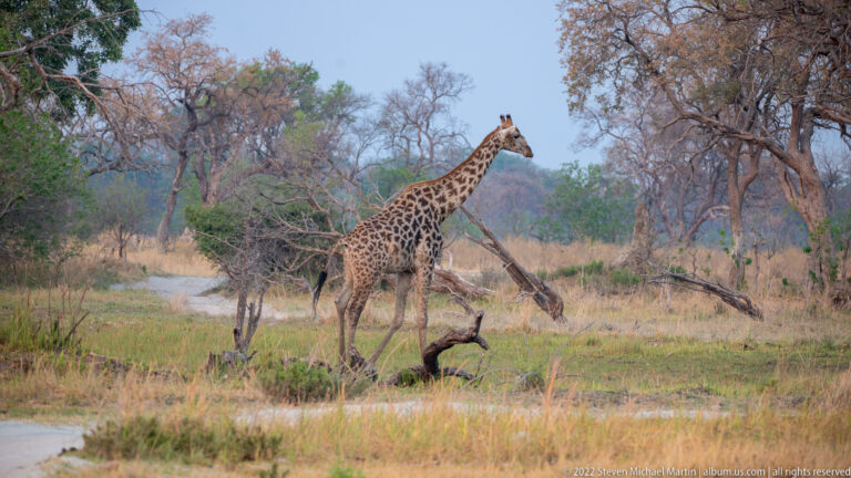 Giraffe standing near a sandy track among dry woodland and tawny grass.