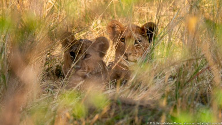Two lion cubs peering through tall dry grass, one partly hidden behind the other.