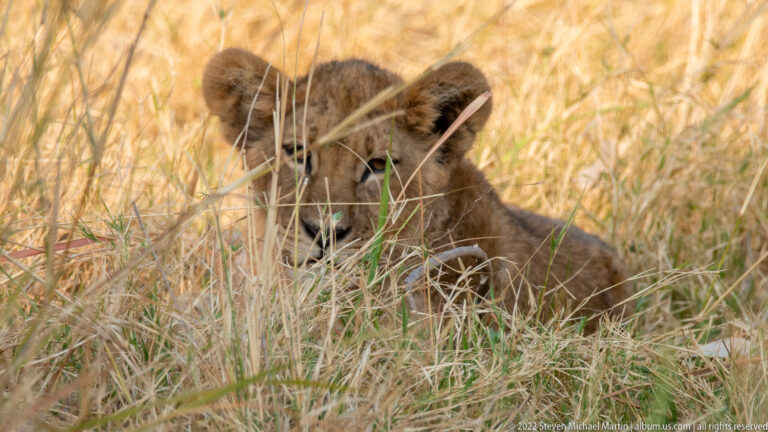 Lion cub sitting low and partly hidden among tall dry grass stems.