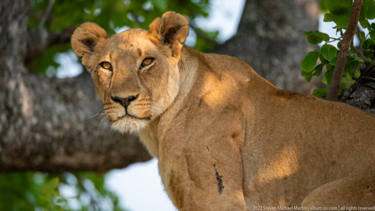 Adult lioness standing beneath a tree in dappled shade, facing slightly left.