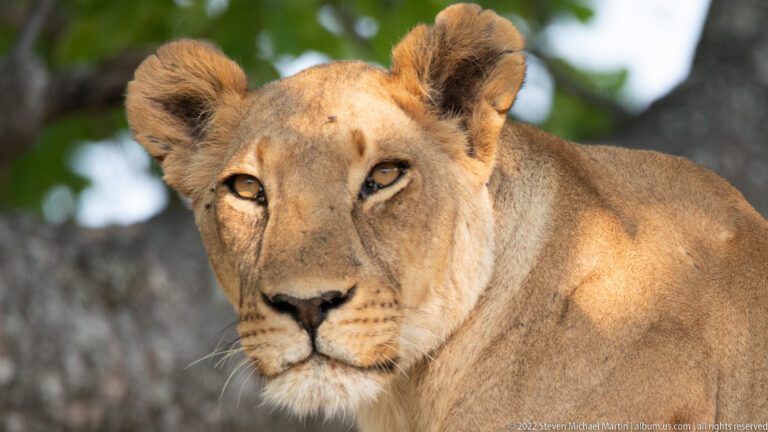 Close portrait of an adult lioness showing amber eyes, rounded ears, nose, and pale muzzle.