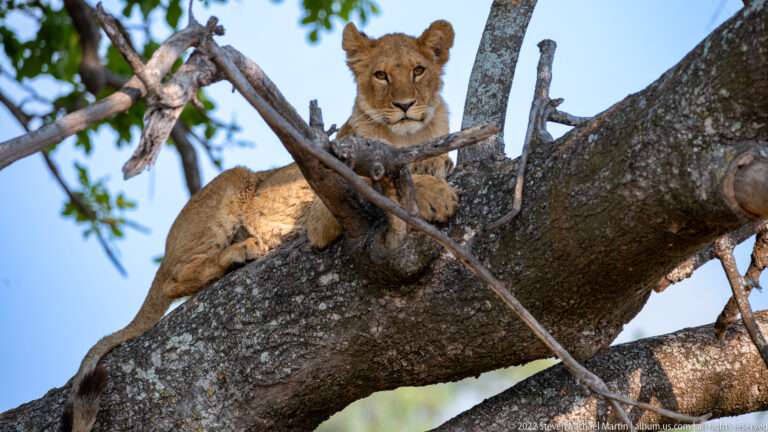 Young lion reclining across a thick tree limb with forepaws resting on a smaller branch.