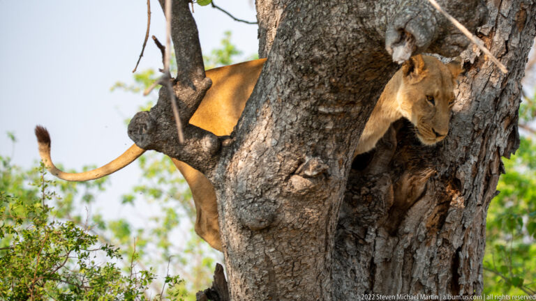 Lioness moving through a fork in a large tree, with head, body, and tail visible around the trunk.
