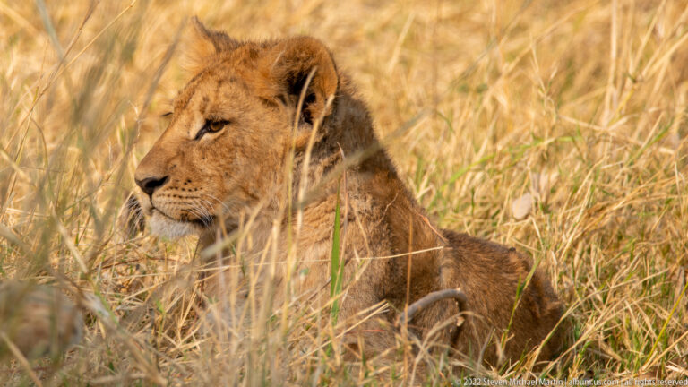 Lion cub sitting upright in tall dry grass and looking to the left.